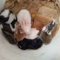جوجه خرگوش‌