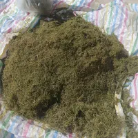 بابونه