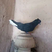 کبوتر جفت دم سفید