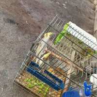 یک جفت عروس هلندی لوتینو|پرنده|محمدشهر, کوی بهار|دیوار