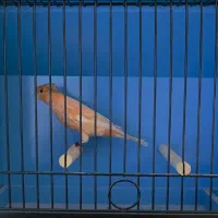 فروش قناری ماده سرخ هلندی کاکلی|پرنده|امیدیه, |دیوار