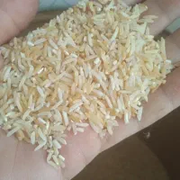 برنج فجرسوزنی