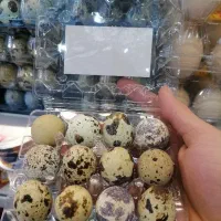 تخم بلدرچین تخم مرغ رسمی