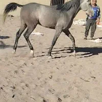 اسب نریان عرب کرد|اسب و تجهیزات اسب‌سواری|ندوشن, |دیوار