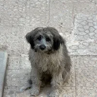 واگذاری سگ پاپی