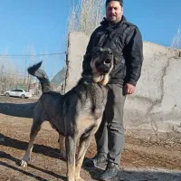 سگ عراقی نصل قصاب ارومیه