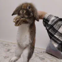 خرگوش فروش فوری|موش و خرگوش|مرزنآباد, |دیوار