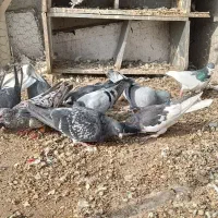 کبوتر|پرنده|بوئین زهرا, |دیوار