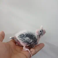 جوجه عروس هلندی|پرنده|زابل, |دیوار