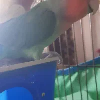 فروش دو عدد طوطی بریزلی|پرنده|شاهرود, |دیوار