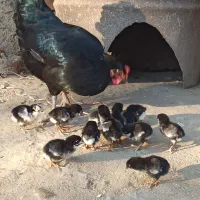 مرغ جوجه دار محلی|حیوانات مزرعه|تاتار علیا, |دیوار