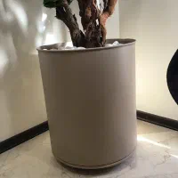 دو عدد درخت جاویدان|گل و گیاه طبیعی|تهران, مرزداران|دیوار