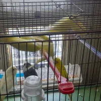 مرغ عشق|پرنده|شیراز, گود عربان|دیوار