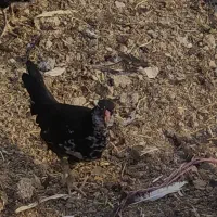 خروس.و جوجه مرغ و خروس