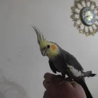 عروس هلندی آواز خون|پرنده|تبریز, |دیوار