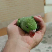 ملنگو سرلاکی|پرنده|شیراز, قلات|دیوار
