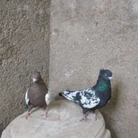 جفت سینه ای با یک جوجه تو چالی|پرنده|فیروزآباد (فارس), |دیوار