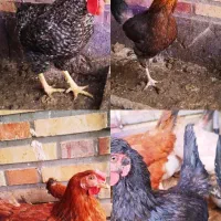 مرغ تخم گزار جوان