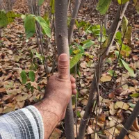 خرمالو گردو|گل و گیاه طبیعی|دلند, |دیوار