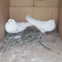 سفید تهرونی|پرنده|یزد, |دیوار