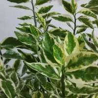 گیاه طبیعی پدیلانتوس