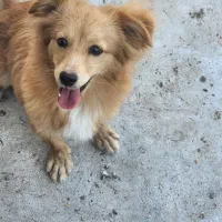 سگ پاکوتاه نر