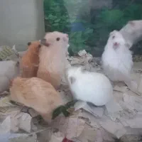 موش خرگوش همستر