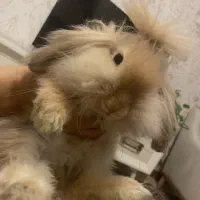 خرگوش لوپ نر