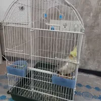 عروس هلندی به همراه قفس بزرگ