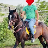اسب نریان عرب یه سر