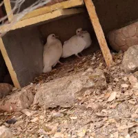 کبوتر دوبال|پرنده|بهارستان, |دیوار