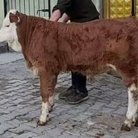 برای قیمت انواع گوساله سبک‌‌‌فقط تماس بگیرد|حیوانات مزرعه|بندر ترکمن, |دیوار