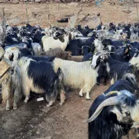 فروش دام زنده بزوتی بزچاق میش وشیشک چاق فلک الدین|حیوانات مزرعه|خرم‌آباد, |دیوار