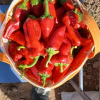 فلفل سبز و قرمز|خوردنی و آشامیدنی|سبزوار, نواب صفوی|دیوار