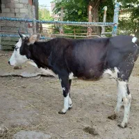 گاو شیری.گاو حامله.گاو
