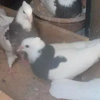 دو تا کفتر طوقی یه دونه کله دار