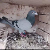 کبوتر مسافتی نر