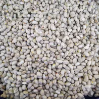 باغ در محدوده مهدیه خوسف|فروش خانه و ویلا|خوسف, |دیوار