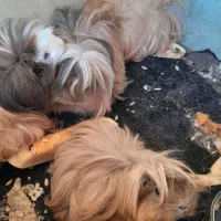 خوکچه هندی|موش و خرگوش|آبدانان, |دیوار