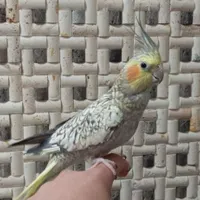 عروس هلندی گلباقالی ماده