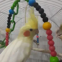 فروش عروس هلندی بالغ|پرنده|لاهیجان, حاجی آباد|دیوار