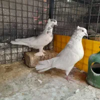کبوتر هشت تا،هما،شازده ،ابلغ سبز،کله دار|پرنده|کرج, اصفهانی‌ها|دیوار