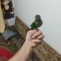 گرینچیک دستی ۶ماه خودم با سرلاک بزرگش کردم