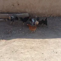 فروش مرغ وخروس