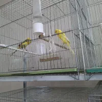 فروش قناری کشیده بلند درجه ۱/ردفاکتور/رسمی/|پرنده|خمینی‌شهر, |دیوار