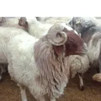 گوسفند زنده در تهران