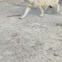 ماده سرابی اصیل زات قدیم شکم پور