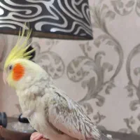 عروس هلندی ماده