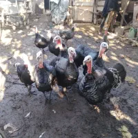 بوقلمون نر و ماده|حیوانات مزرعه|سنگر, |دیوار