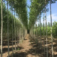 فقط امروز هدیه ویژه برای هر سفارش نــهال|خدمات باغبانی و درختکاری|فسا, |دیوار